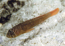 Image of Priolepis inhaca (Brick goby)