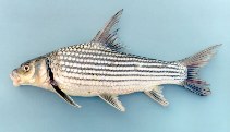 Image of Probarbus labeamajor (Thicklip barb)