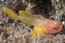 Image of Priolepis latifascima 