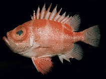 Image of Pristigenys niphonia (Japanese bigeye)