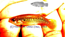 Image of Profundulus oaxacae 