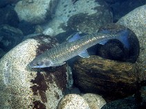 Image of Prosopium williamsoni (Mountain whitefish)