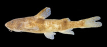 Image of Pseudobagarius alfredi 