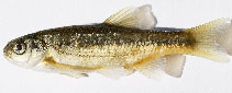 Image of Pseudophoxinus alii (Pamphylian spring minnow)