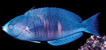 Image of Pseudocoris aurantiofasciata (Rust-banded wrasse)