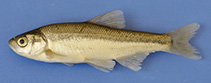 Image of Pseudophoxinus battalgilae (Beysehir minnow)