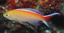 Image of Pyronotanthias bimarginatus (Margined anthias)