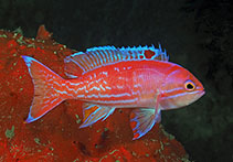 Image of Pseudanthias bimaculatus (Two-spot basslet)