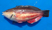 Image of Pseudolabrus biserialis (Redband wrasse)