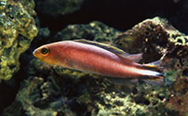 Image of Pseudochromis bitaeniatus (Double-striped dottyback)