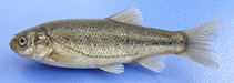 Image of Pseudophoxinus burduricus (Burdur spring minnow)