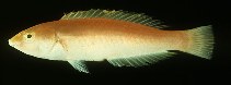 Image of Pseudojuloides polynesica (Polynesian pencil wrasse)