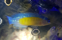 Image of Pseudochromis coccinicauda (Yellow-breasted dottyback)