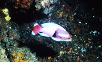 Image of Pseudanthias connelli (Harlequin goldie)