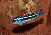 Image of Pseudotropheus cyaneorhabdos 