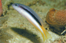 Image of Pseudochromis eichleri (Eichler\