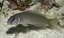 Image of Pseudochromis erdmanni (Erdmann\