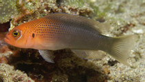 Image of Pseudochromis erdmanni (Erdmann\