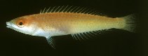 Image of Pseudojuloides erythrops (Redeye wrasse)