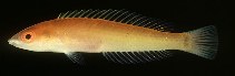 Image of Pseudojuloides erythrops (Redeye wrasse)