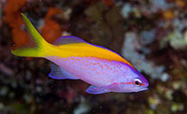 Image of Mirolabrichthys evansi (Yellowback anthias)