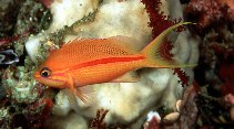 Image of Pseudanthias fasciatus (One-stripe anthias)