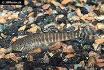 Image of Pseudogastromyzon fasciatus 