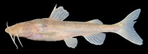 Image of Pseudobagarius filifer 