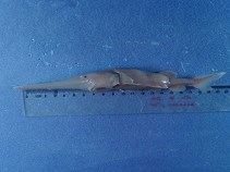 Image of Psephurus gladius (Chinese paddlefish)