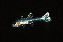 Image of Pseudamiops gracilicauda (Graceful-tailed cardinalfish)