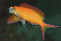 Image of Pseudanthias ignitus (Flame anthias)