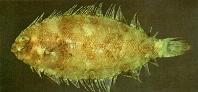 Image of Psettina iijimae 