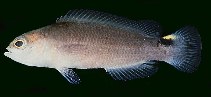 Image of Pseudochromis jamesi (Spot-tailed dottyback)