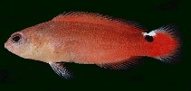 Image of Pseudochromis jamesi (Spot-tailed dottyback)