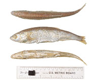 Image of Pseudolaubuca jouyi 