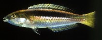 Image of Pseudojuloides kaleidos (Kaleidos wrasse)