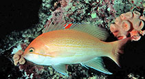 Image of Pseudanthias luzonensis (Yellowlined anthias)