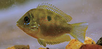 Image of Pseudetroplus maculatus (Orange chromide)