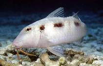 Image of Pseudupeneus maculatus (Spotted goatfish)