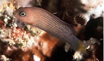 Image of Pseudochromis marshallensis (Marshall Is. dottyback)