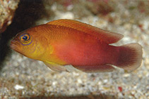 Image of Pseudochromis matahari (Sunburst Dottyback)