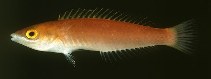 Image of Pseudojuloides mesostigma (Sidespot wrasse)