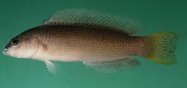 Image of Pseudochromis kristinae (Lipstick dottyback)