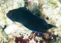 Image of Ogilbyina novaehollandiae (Multicolour dottyback)