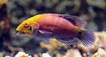 Image of Pseudocheilinus ocellatus (Whitebarred pink wrasse)