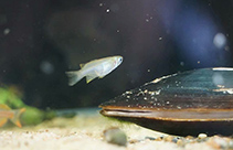 Image of Pseudomugil paludicola (Swamp blue-eye)