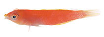 Image of Pseudojuloides polynesica (Polynesian pencil wrasse)