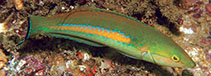 Image of Pseudojuloides polackorum (African pencil wrasse)