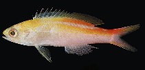 Image of Pyronotanthias privitera (Privitera\