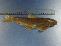 Image of Pseudogyrinocheilus prochilus 